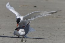 tern-love-3